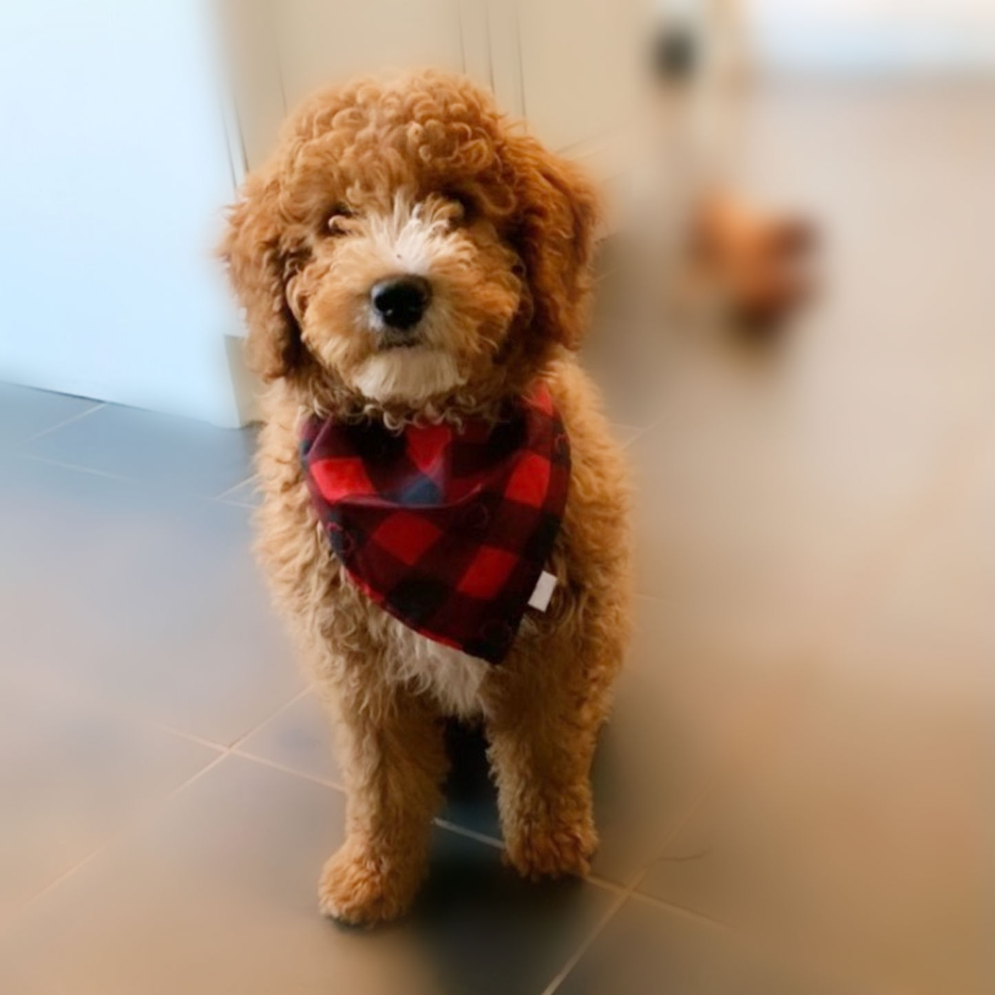 Holiday Barkin' Bandanna