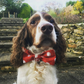 Holiday Dapper Dog Bow Tie